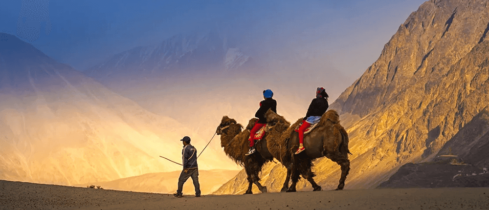 Ladakh Two Humph Camel Ride