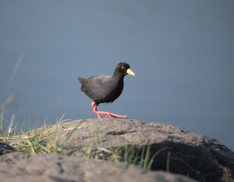 Birdwatching at Pangong Lake